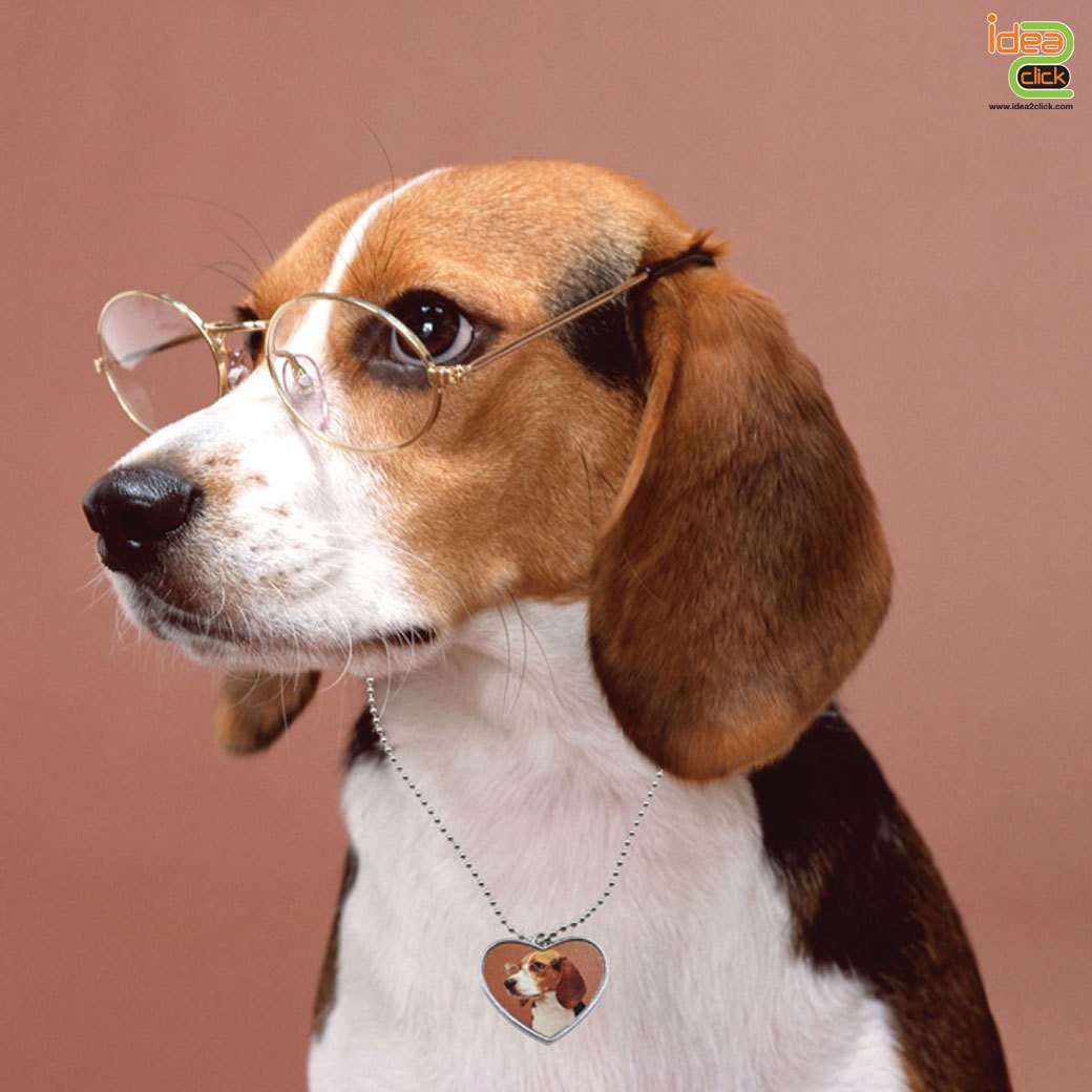 สร้อยคอสุนัข Dog tag พิมพ์ภาพได้